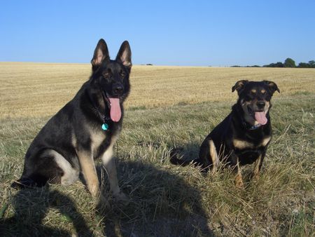 Deutscher Schäferhund Hunde Foto 34940 in höherer Auflösung ansehen Deutscher Schäferhund