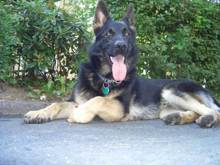Deutscher Schäferhund Hunde Foto 34939 in höherer Auflösung ansehen Deutscher Schäferhund