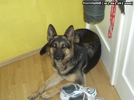 Deutscher Schäferhund Hunde Foto 21608 in höherer Auflösung ansehen Deutscher Schäferhund cindy