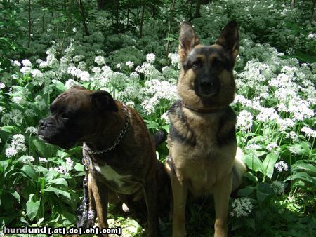 Deutscher Schäferhund Hunde Foto 21611 in höherer Auflösung ansehen Deutscher Schäferhund cindy und tommy(boxer)