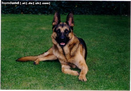 Deutscher Schäferhund Hunde Foto 14358 Deutscher Schäferhund Lieb und Treu - CARLO