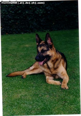 Deutscher Schäferhund Hunde Foto 14427 Deutscher Schäferhund