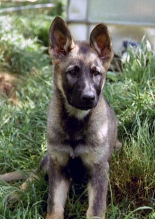 Deutscher Schäferhund Hunde Foto 700 Deutscher Schäferhund Caska