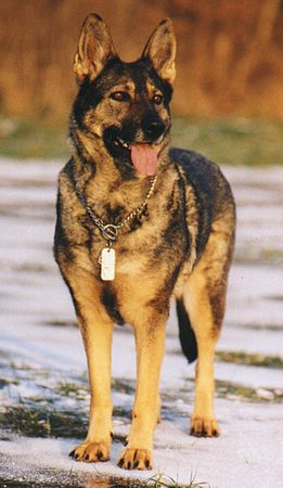 Deutscher Schäferhund Hunde Foto 1712 Deutscher Schäferhund Cati