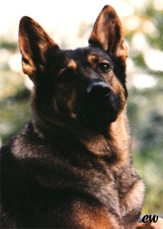 Deutscher Schäferhund Hunde Foto 1725 Deutscher Schäferhund Cati