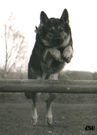 Deutscher Schäferhund Hunde Foto 1726 Deutscher Schäferhund Cati