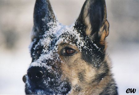 Deutscher Schäferhund Hunde Foto 1727 Deutscher Schäferhund Cati