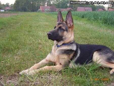 Deutscher Schäferhund Hunde Foto 16325 Deutscher Schäferhund Unser Liebling