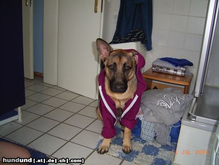 Deutscher Schäferhund Hunde Foto 15803 Deutscher Schäferhund Chap 8Mon.