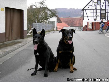 Deutscher Schäferhund Hunde Foto 21202 Deutscher Schäferhund Kelli vom Salstalblick mir Beauceron Cheki