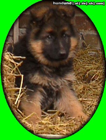 Deutscher Schäferhund Hunde Foto 16031 Deutscher Schäferhund Comet v. d. Germanen (8 Wo.)