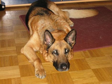 Deutscher Schäferhund Hunde Foto 37664 in höherer Auflösung ansehen Deutscher Schäferhund Conan 10.12.1995 - 20.12.2006