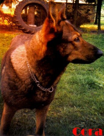 Deutscher Schäferhund Hunde Foto 33969 in höherer Auflösung ansehen Deutscher Schäferhund Cora! Nach 15 Jahren bist du von uns gegangen. Ich werde dich nie vergessen!