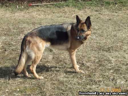 Deutscher Schäferhund Hunde Foto 2786 Deutscher Schäferhund Calla vom Innhof