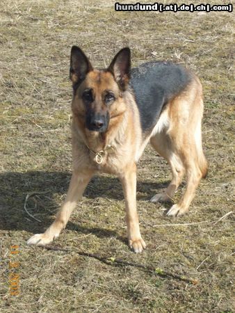 Deutscher Schäferhund Hunde Foto 2787 Deutscher Schäferhund Calla vom Innhof