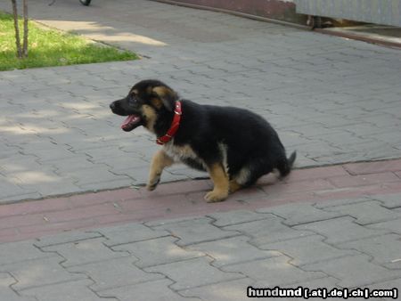 Deutscher Schäferhund Hunde Foto 13626 Deutscher Schäferhund Asti