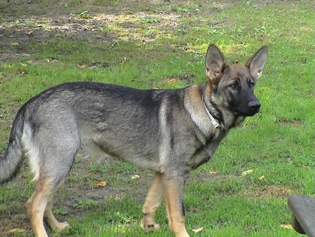 Deutscher Schäferhund Tara, grauer Schäferhund