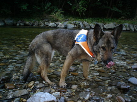 Deutscher Schäferhund Hunde Foto 39239 in höherer Auflösung ansehen Deutscher Schäferhund Blindenführhündin Sela geniesst ihre Freizeit