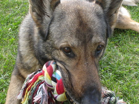 Deutscher Schäferhund Hunde Foto 39243 in höherer Auflösung ansehen Deutscher Schäferhund Blindenführhündin Sela