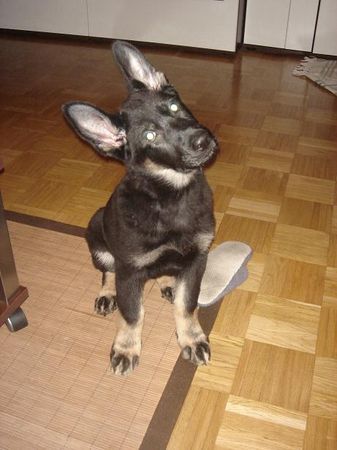 Deutscher Schäferhund Hunde Foto 37592 in höherer Auflösung ansehen Deutscher Schäferhund Chivas