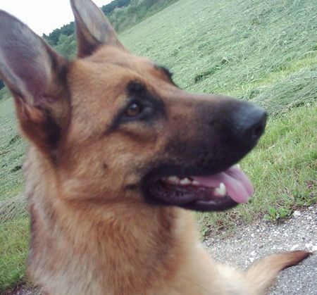 Deutscher Schäferhund Hunde Foto 39204 in höherer Auflösung ansehen Deutscher Schäferhund Meine Jesi.Bin ganz stolz auf meine Hündin.
