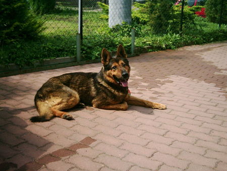 Deutscher Schäferhund Hunde Foto 28914 in höherer Auflösung ansehen Deutscher Schäferhund Xando von der Eisenkaute