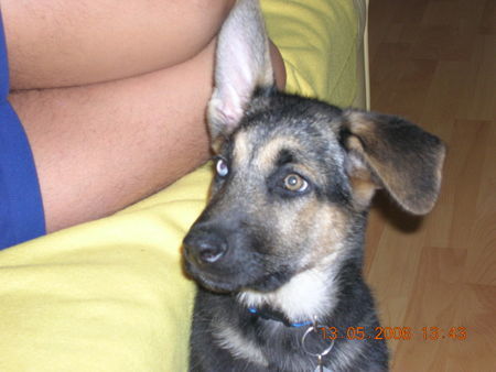 Deutscher Schäferhund Hunde Foto 31767 in höherer Auflösung ansehen Deutscher Schäferhund das besondere an unserer Sheila ist ein blaues und ein braunes Auge