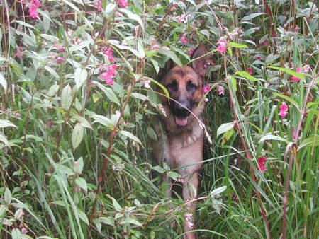 Deutscher Schäferhund Hunde Foto 36595 in höherer Auflösung ansehen Deutscher Schäferhund Biene ca.1 Jahr