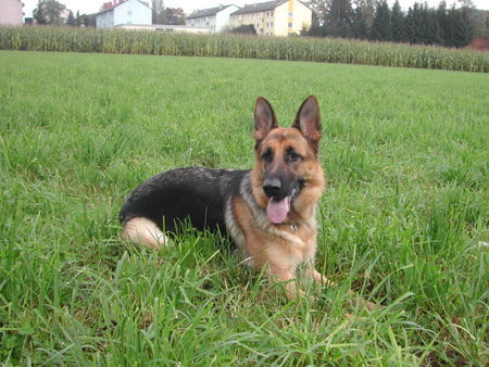 Deutscher Schäferhund Hunde Foto 36596 in höherer Auflösung ansehen Deutscher Schäferhund Biene