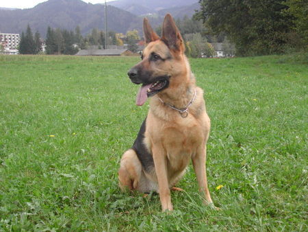Deutscher Schäferhund Hunde Foto 36600 in höherer Auflösung ansehen Deutscher Schäferhund Haras 9 Jahre