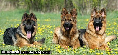 Deutscher Schäferhund Hunde Foto 23640 in höherer Auflösung ansehen Deutscher Schäferhund Langhaar-DSH