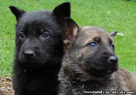 Deutscher Schäferhund Welpen von 