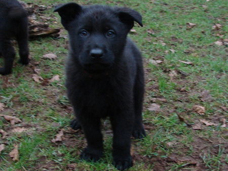 Deutscher Schäferhund Hunde Foto 36696 Deutscher Schäferhund Frodo du Domaine de Chôdes