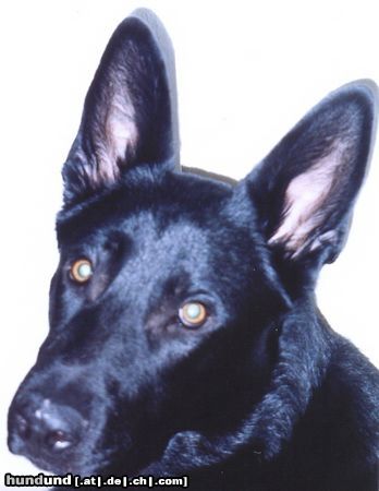 Deutscher Schäferhund Hunde Foto 20535 in höherer Auflösung ansehen Deutscher Schäferhund