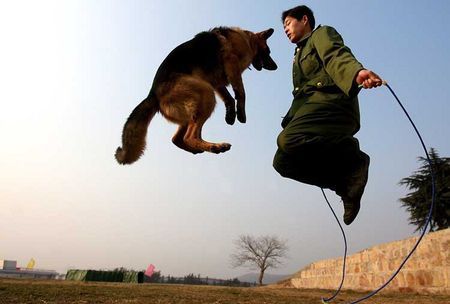 Deutscher Schäferhund Hunde Foto 31098 Deutscher Schäferhund Wir sind die besten Seiltänzer