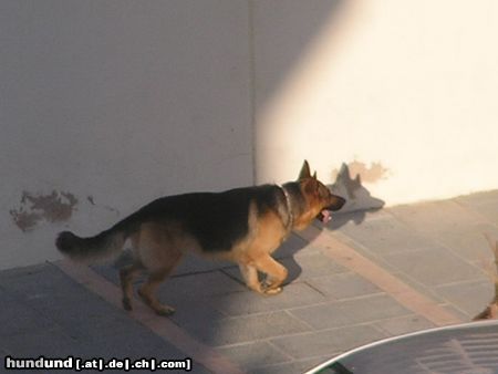 Deutscher Schäferhund Hunde Foto 23121 Deutscher Schäferhund in Spanien (Marbella)