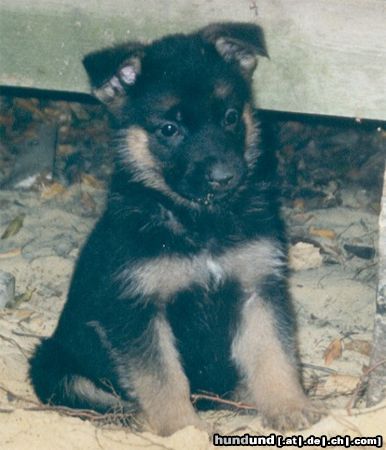 Deutscher Schäferhund Hunde Foto 16030 in höherer Auflösung ansehen Deutscher Schäferhund Diddl v. d. Germanen (7 Wo.)