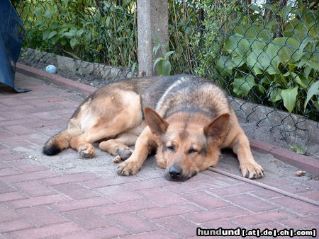 Deutscher Schäferhund Hunde Foto 26616 in höherer Auflösung ansehen Deutscher Schäferhund Drago I