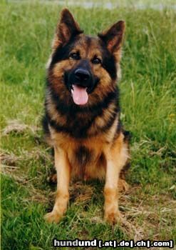 Deutscher Schäferhund Hunde Foto 6535 Deutscher Schäferhund Asta war