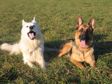 Deutscher Schäferhund Hunde Foto 36599 in höherer Auflösung ansehen Deutscher Schäferhund Biene und enox