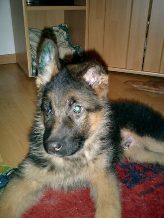 Deutscher Schäferhund Hunde Foto 30178 in höherer Auflösung ansehen Deutscher Schäferhund Dingo vom Gleissenauer Schloss