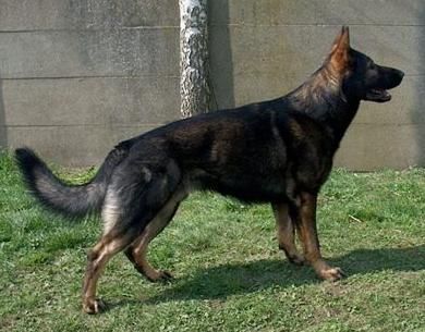 Deutscher Schäferhund Hunde Foto 37652 Deutscher Schäferhund Enzo (du Domaine de Chôdes)