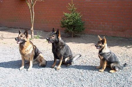 Deutscher Schäferhund Hunde Foto 37651 Deutscher Schäferhund Benji, Enzo und Fosco (Domaine de Chôdes)