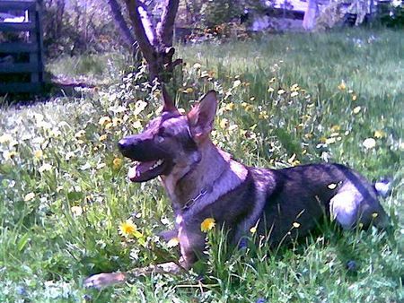 Deutscher Schäferhund Hunde Foto 27113 Deutscher Schäferhund Farah Trauntor