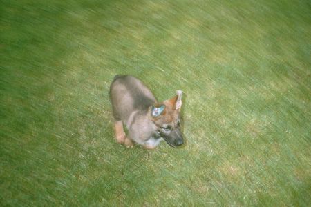Deutscher Schäferhund Hunde Foto 27112 Deutscher Schäferhund Farah Trauntor
