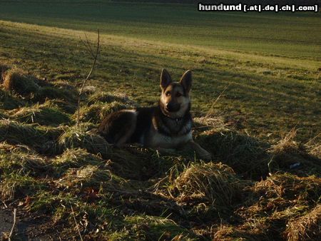Deutscher Schäferhund Hunde Foto 18294 Deutscher Schäferhund meine Ricci vom Schloß Richthof mit 10 Monaten
