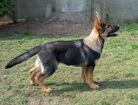 Deutscher Schäferhund Hunde Foto 37653 Deutscher Schäferhund Fosco (du Domaine de Chôdes)