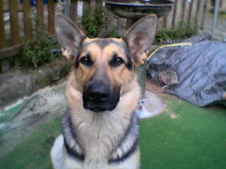 Deutscher Schäferhund Hunde Foto 27341 in höherer Auflösung ansehen Deutscher Schäferhund Ricci vom Schloß Richthof