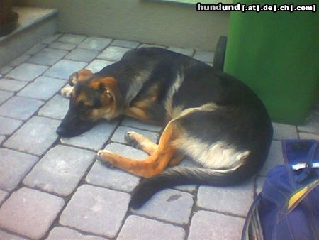 Deutscher Schäferhund Hunde Foto 12081 Deutscher Schäferhund
