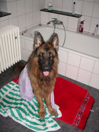 Deutscher Schäferhund Hunde Foto 27498 in höherer Auflösung ansehen Deutscher Schäferhund Baden muss auch mal sein...